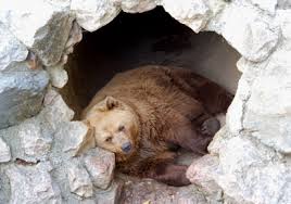 hibernation是什么意思