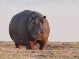hippo是什么意思