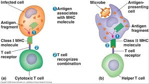 histocompatibility是什么意思