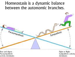 homeostatic是什么意思