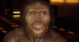 hominid是什么意思