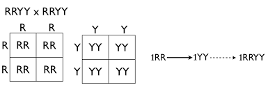 homozygous是什么意思