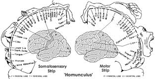 homunculus是什么意思
