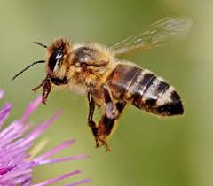 honeybee是什么意思