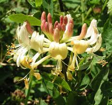 honeysuckle是什么意思