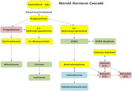 hormone是什么意思