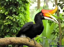 hornbill是什么意思