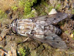 horsefly是什么意思