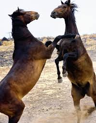 horseplay是什么意思