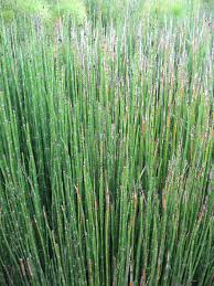 horsetail是什么意思