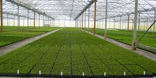 horticulture是什么意思