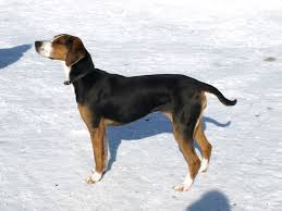 hound是什么意思
