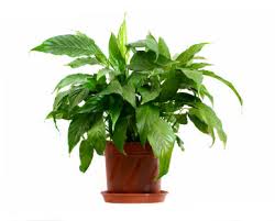 houseplant是什么意思