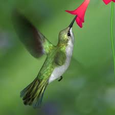 humming是什么意思