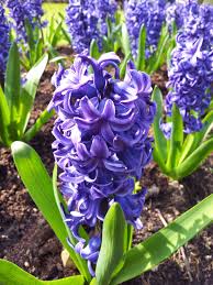 hyacinth是什么意思