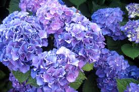 hydrangea是什么意思