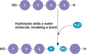 hydrolysis是什么意思