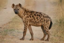 hyena是什么意思