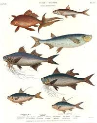 ichthyology是什么意思