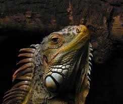 iguana是什么意思