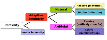 immunity是什么意思