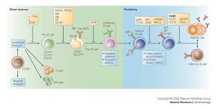 immunodeficiency是什么意思