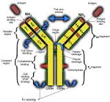 immunoglobulin是什么意思