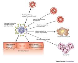 immunoregulation是什么意思