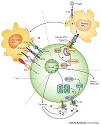 immunosuppressive是什么意思