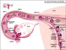 implantation是什么意思