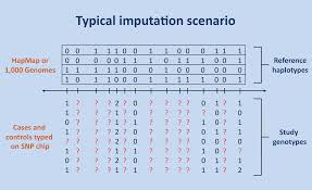 imputation是什么意思