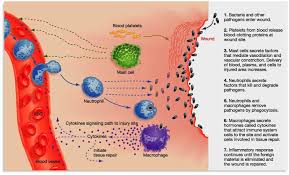 inflammation是什么意思