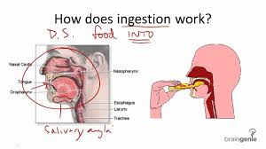 ingestion是什么意思