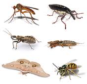 insect是什么意思