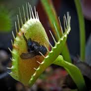insectivorous是什么意思