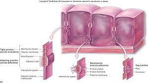 intercellular是什么意思