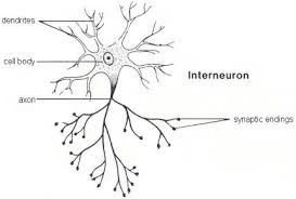 interneuron是什么意思