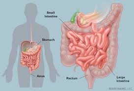 intestinal是什么意思