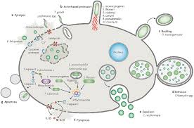 intracellular是什么意思