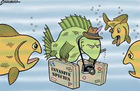 invasive是什么意思