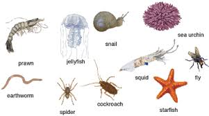invertebrate是什么意思