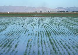 irrigation是什么意思