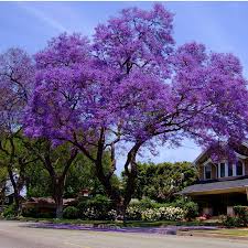 jacaranda是什么意思