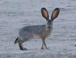 jackrabbit是什么意思