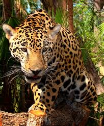 jaguar是什么意思