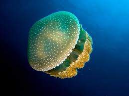 jellyfish是什么意思