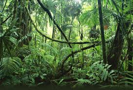 jungle是什么意思