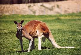 kangaroo是什么意思