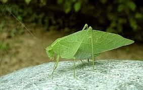 katydid是什么意思