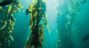 kelp是什么意思